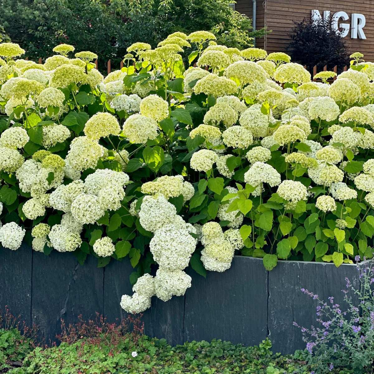 ADESI® Graphit Sichtschutzelemente stonewall