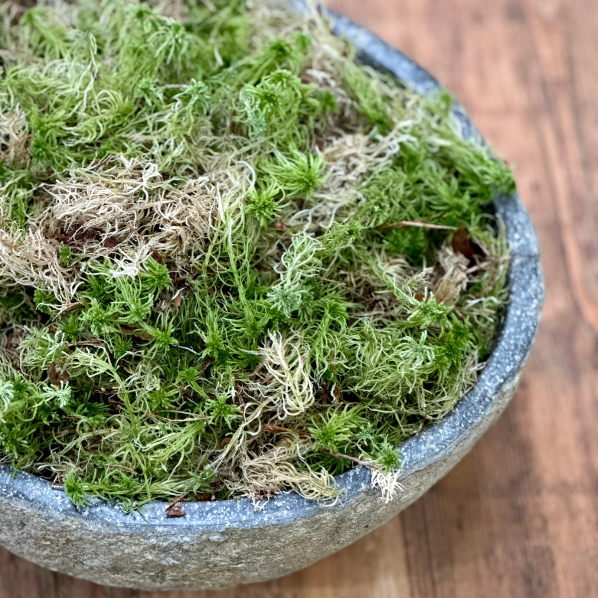Natursteinschale mit Moos